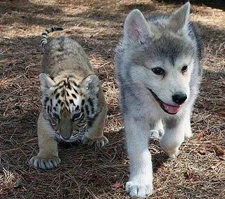 Kitten Pup