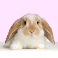 Rabbit Health Advice