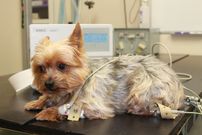 ECG For Your Pets