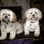 Bruce & Tilly, Caroline's dogs