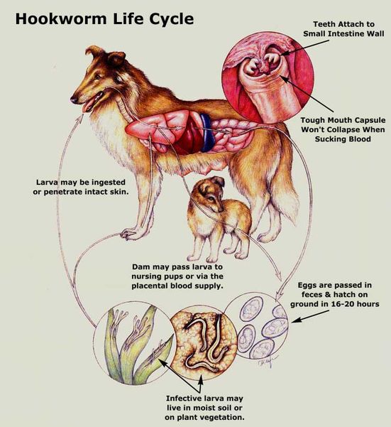 Worming your dogs, cats and pets is very important to protect them