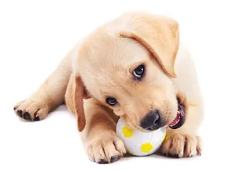 puppy-with-ball