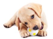 puppy-with-ball