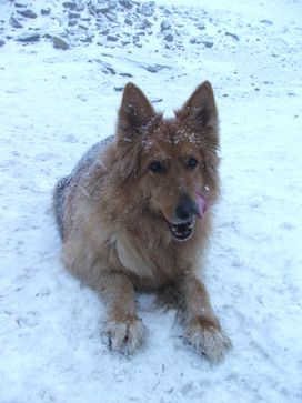 Jess in the snow (one of Peter's dogs)