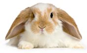 rabbit-on-white-background