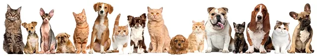 LINE-UP-OF-PETS 2