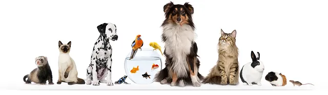 Line of pets :-)