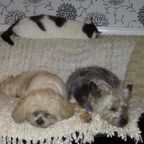 Poppy the cat, Tilly & Tyke, Caroline's pets