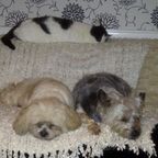 Poppy the cat, Tilly & Tyke, Caroline's pets